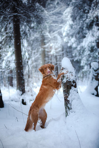 圣诞树里的狗在户外，冬天的心情