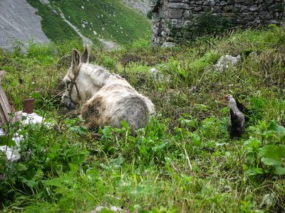 灰色驴子在绿色草地附近的房子,西班牙照片