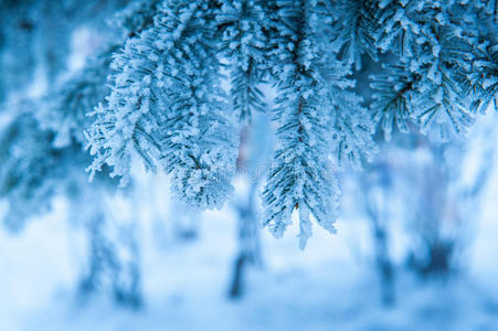 美丽的雪覆盖的云杉树枝在冬季公园