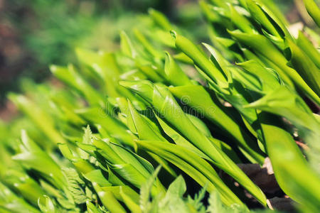 花园 生活 植物 美女 颜色 黛西 公园 洋甘菊 自然 羽扇豆