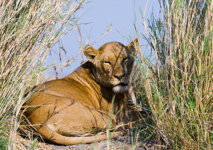 野兽 危险的 母狮 动物 储备 非洲 插图 三角洲 公园
