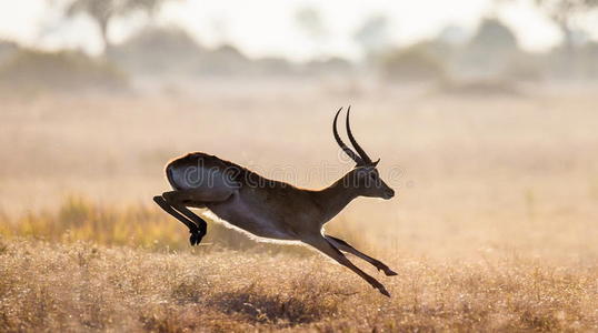 跳跃的羚羊图片