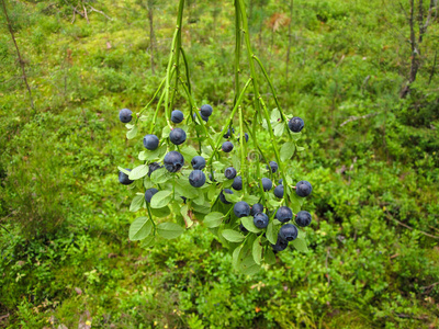 灌木森林野生蓝莓与成熟的蓝色浆果在夏天