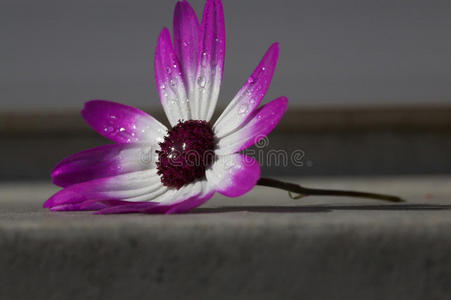 特写镜头 野花 紫色 开花 液滴 花瓣 露水 盛开