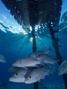 放射虫 加勒比 学校 鲷鱼 博内尔 水肺 安的列斯群岛 水下