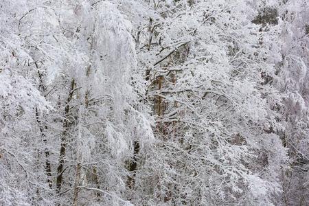 美丽的冬天的树枝上有很多雪