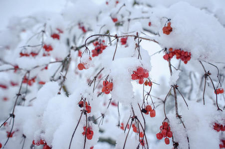 分支 食物 自然 寒冷的 植物 浆果 冰柱 圣诞节 白霜