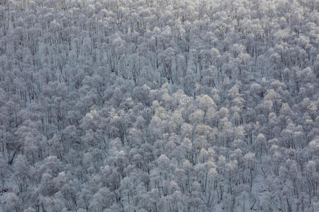 风景 国家 森林 美丽的 场景 公司 寒冷的 自然 景观