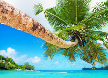 马厄 很完美 珊瑚 场景 天堂 棕榈 最好的 椰子 海滩