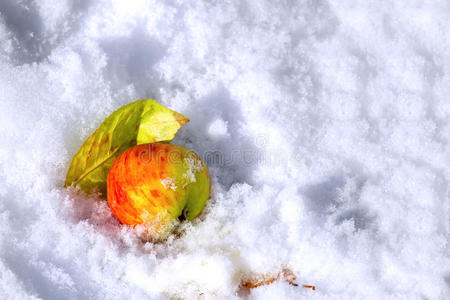 初雪下的苹果和树叶