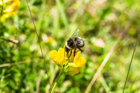 大黄蜂在黄花上的特写