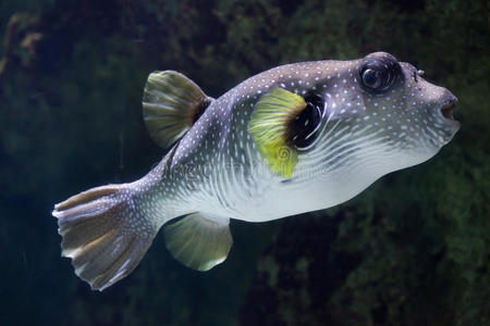 水族馆 星星 印度支那 动物 鲀科 海的 河豚鱼 海洋 太平洋