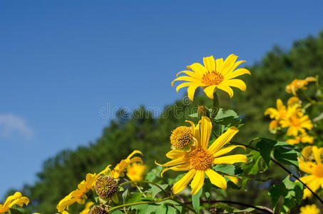 盛开 植物区系 万寿菊 国家 胡枝子 天堂 森林 花园 领域