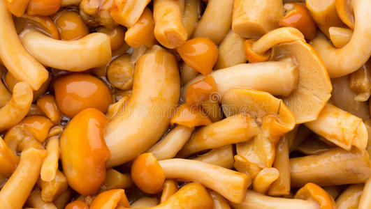美味 丛生 美食家 颜色 山毛榉 真菌 高热 食物 健康