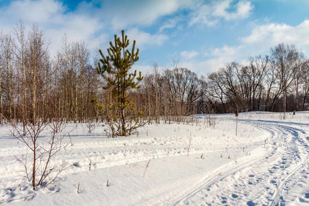 场景 阳光 寒冷的 冬天 天空 傍晚 天气 自然 木材 暴风雪