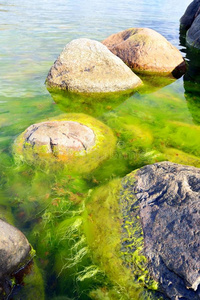绿色海藻和海岸岩石环境