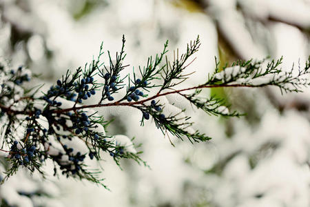 侧柏 森林 刺柏 自然 圣诞节 雪松 分支 花园 植物区系