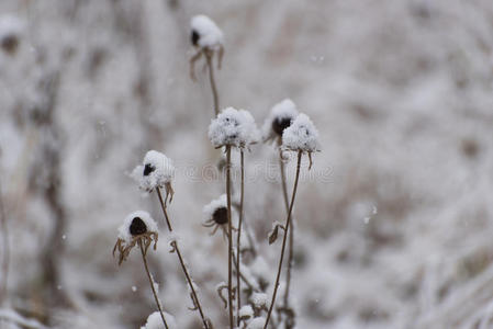 第一场雪下的草