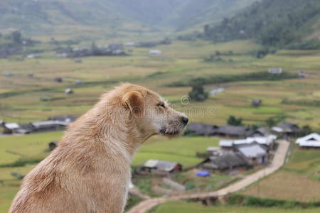 柴狗贱表情包图片