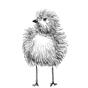 手绘铅笔图形，小鸡，小鸡。