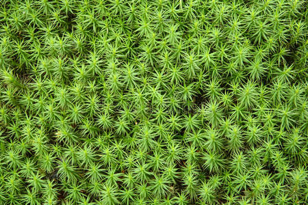 植物 自然 苔藓 岩石 多毛 纹理