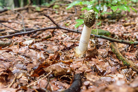 树叶中的真菌图片