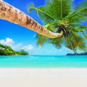 珊瑚 风景 海滩 最好的 天堂 棕榈 拉扎尔 美丽的 地标