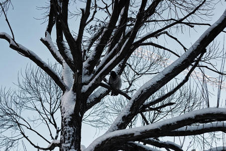 乡村 薄雾 森林 环境 树叶 秋天 阴天 王冠 国家 落下