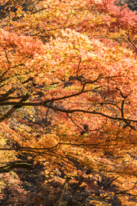 秋叶在可兰基，爱知，日本
