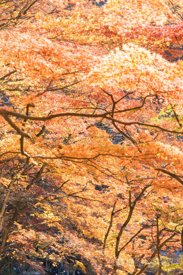 美丽的风景在秋天的可兰基，日本