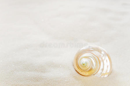 旅行 温暖的 旋塞 动物 自然 蜗牛 海滩 尖峰 荡漾 假期