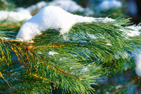 国家 木材 冬天 冬青树 形象 十二月 宏碁 自然 寒冷的