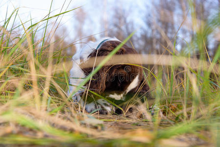 可爱的小狗英语斯普林格猎犬躺在大自然上