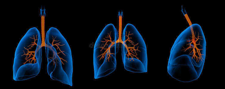 肺气管有可见支气管的肺照片