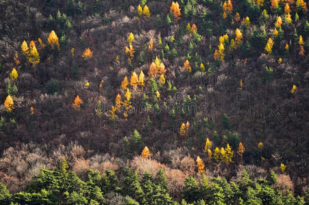 风景 季节 落下 阿尔卑斯山 松木 公园 十一月 落叶 森林