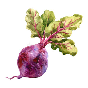 季节 插图 植物 蔬菜 夏天 绘画 小道消息 自然 甜菜