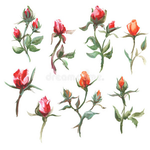 夏天 植物 绘画 玫瑰 小道消息 花园 自然 季节 插图