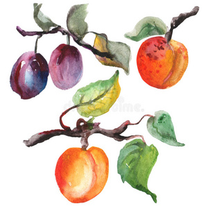 植物 季节 插图 水果 绘画 颜色 自然 水彩 艺术 夏天