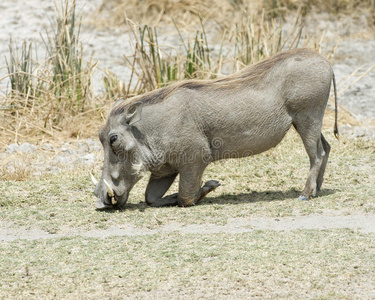 野生动物 地区 特写镜头 野猪 跪着 坦桑尼亚 保护 侧视图