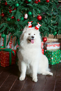 犬科动物 可爱的 美丽的 宠物 可爱极了 新的 自然 乐趣