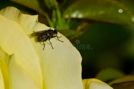 聪明的小苍蝇停在娇嫩的黄色玫瑰的边缘