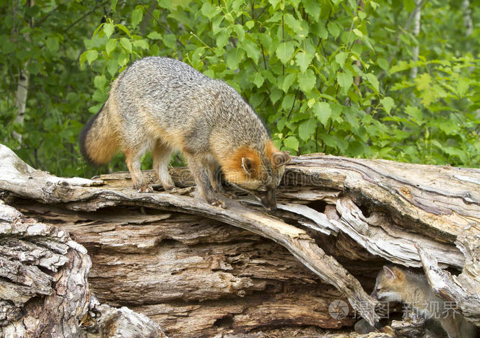 灰色狐狸维森看着巢穴里的工具包