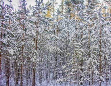 秋林初雪