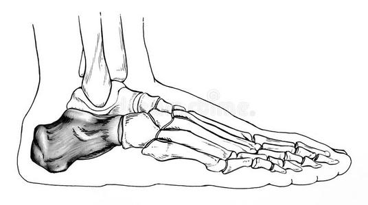 距骨图片