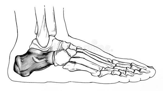 足骨素描图图片