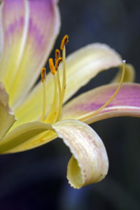 橙色百合花的花园