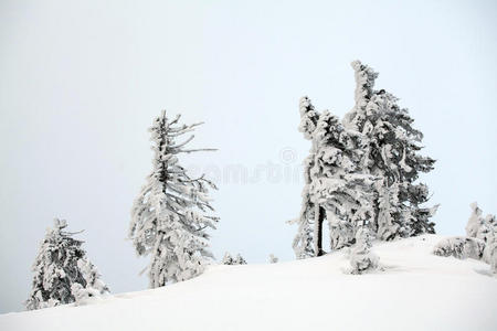 冬季雪域森林景观