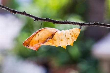 德特洛伊金色鸟翅蝴蝶蛹壳照片