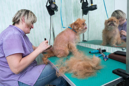 宠物 发型 可爱的 女人 剪刀 犬科动物 工作 美容师 紫杉醇