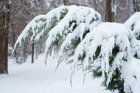 覆盖着雪的侧柏枝。冬季停车